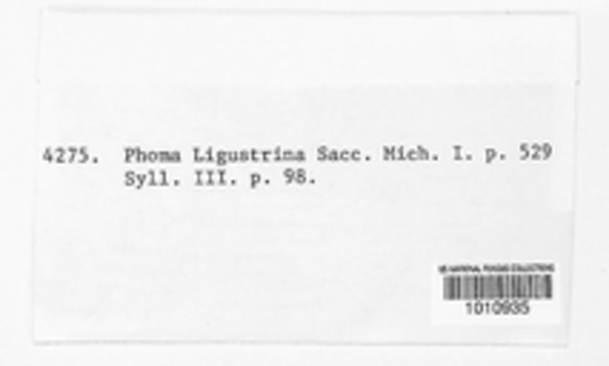 Phoma ibotae image